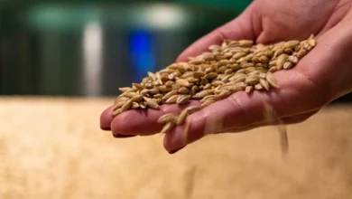 %23.5-تراجعًا-في-معدلات-توريد-القمح-منذ-بداية-الموسم